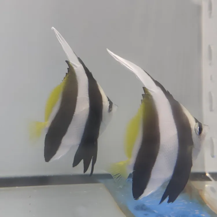 黑白关刀9CM超大关刀已检疫养定开口海水观赏鱼适合水族养殖