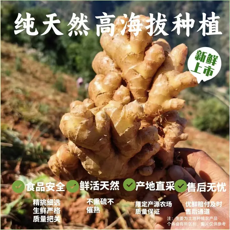 A1云南小黄姜一年老姜香味浓郁辛辣够味高山种植新鲜现挖生姜老姜