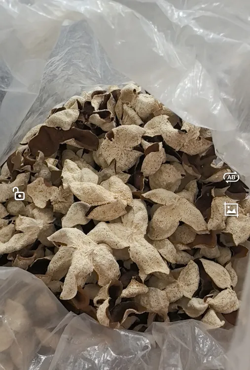 浦北陈皮2023年大红皮