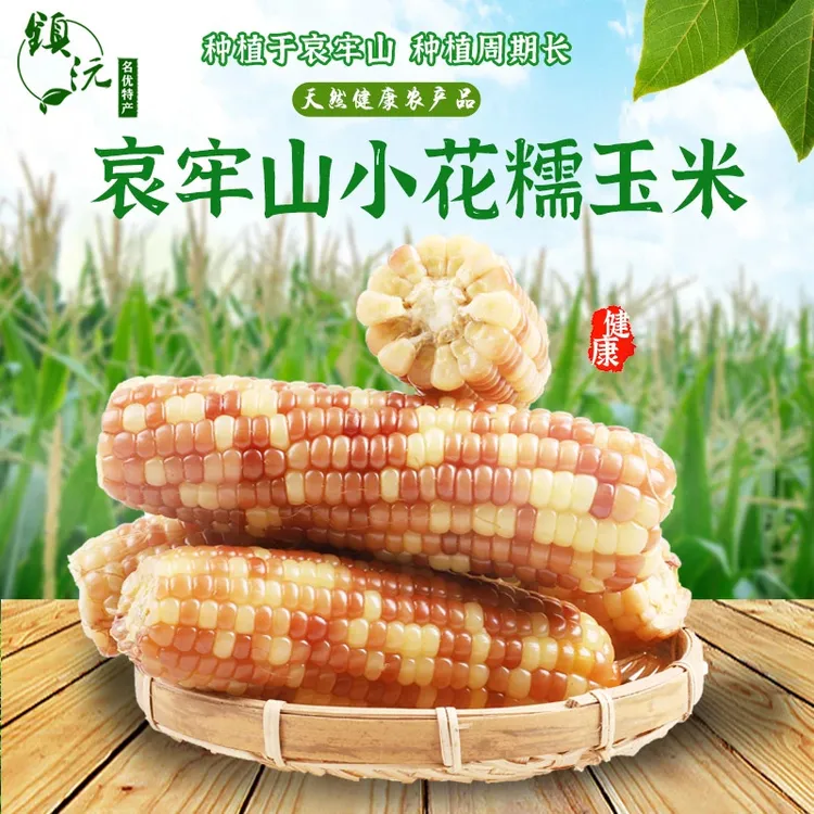 云南小花糯玉米3斤新鲜香糯黏糯香甜玉米棒代餐四季种（到手8-9根）