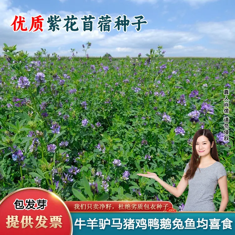紫花苜蓿种子多年生苜蓿草种子四季常青牧草鸡鸭鹅牛羊猪马鱼草籽
