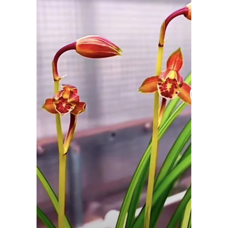 【青鸟】秋芝丝搞兰花名品 2苗 花开浓香 好养易活 对版