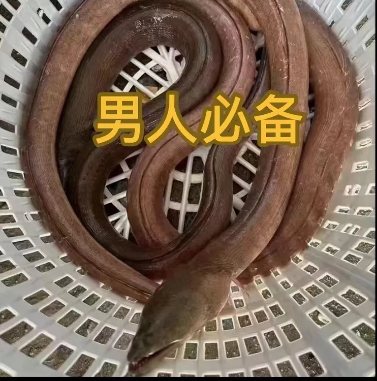 深海捕捞野生土龙 男人必备  顺丰包邮