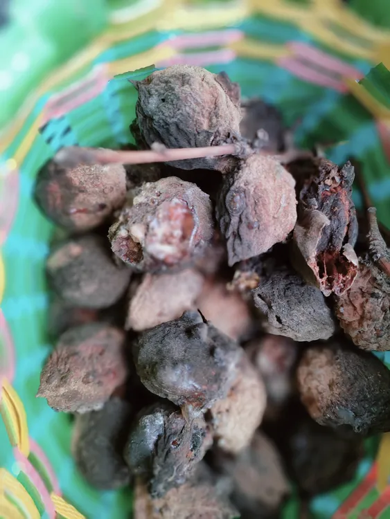 桃枭正月采摘原皮16+3颗 ，外皮有虫咬，介意的勿拍