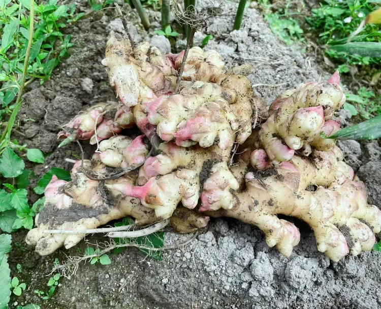 江西信丰虎山本地农家香辣小黄姜新鲜现挖 3斤/6斤 食用