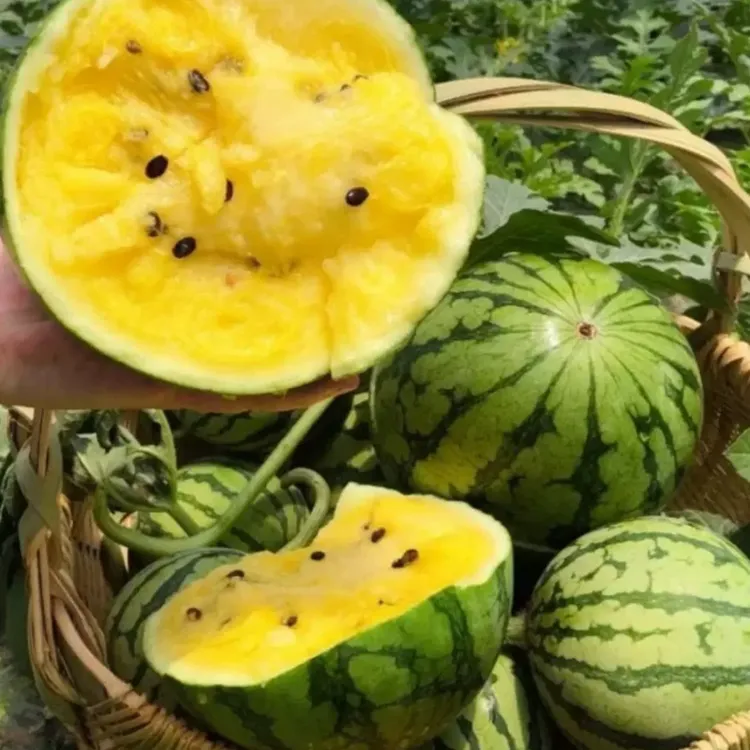 新鲜西瓜黄瓤手撕黑籽黄心冰淇淋云南西瓜特小凤脆甜皮薄甜瓜水果