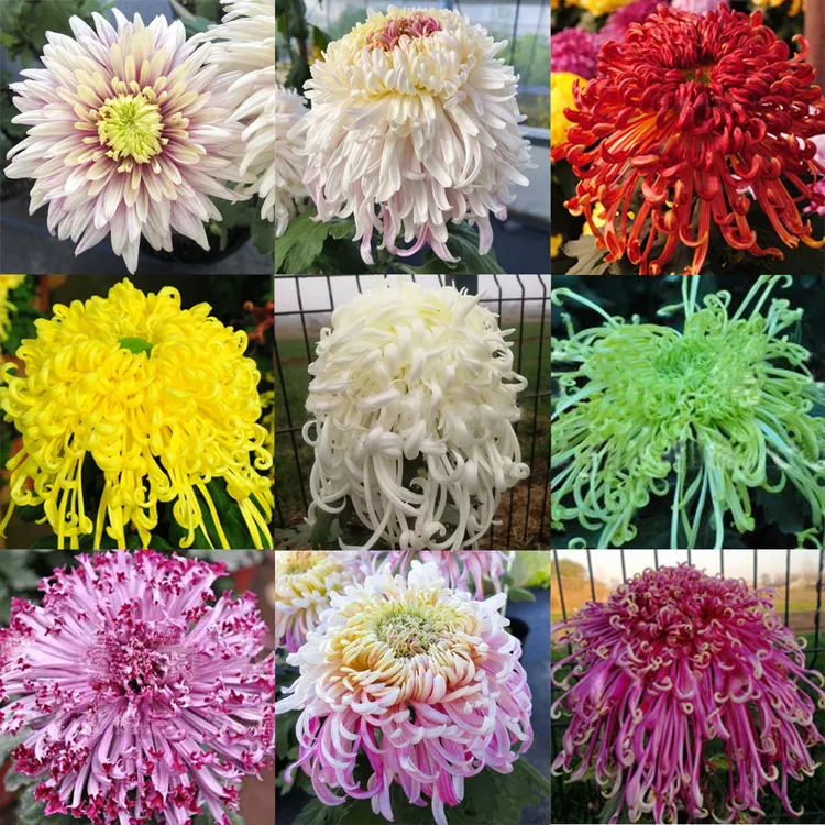 10棵菊花苗多年生植物四季开花大菊花盆栽室内外阳台庭院花卉绿植