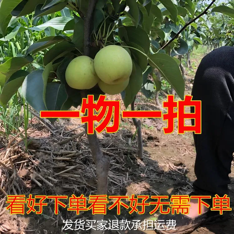 一物一拍柿子树蜂糖李子树石榴树樱桃树蓝莓树桃树梨树水果树苗