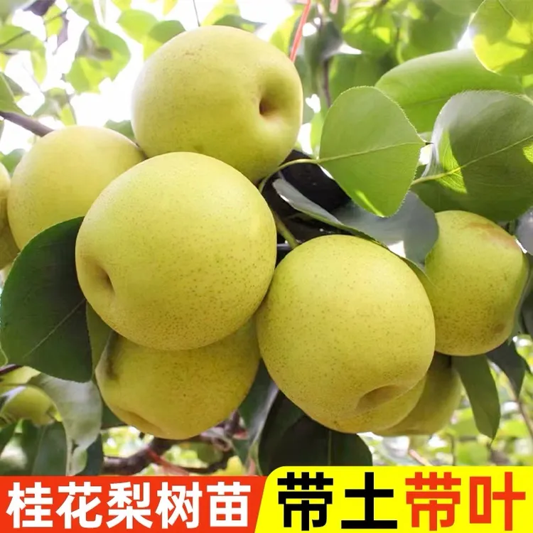 广西桂花梨嫁接苗地栽盆栽庭栽四季可种脆甜多汁香梨结果快果树苗