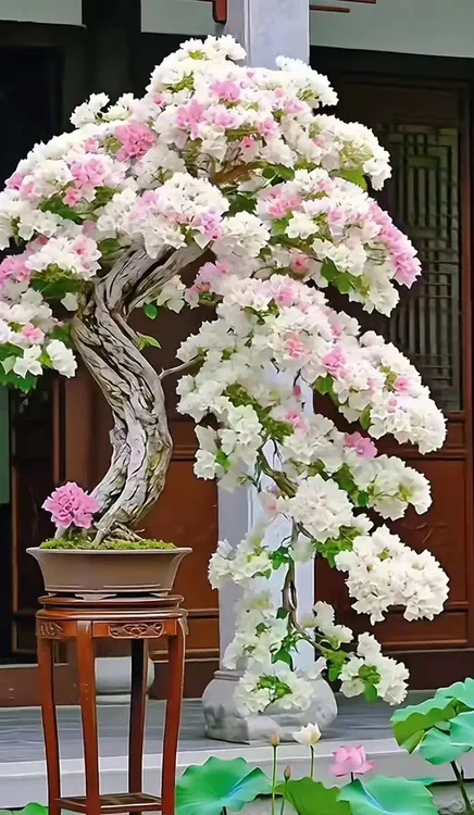 精品三角梅一物一拍专用链接