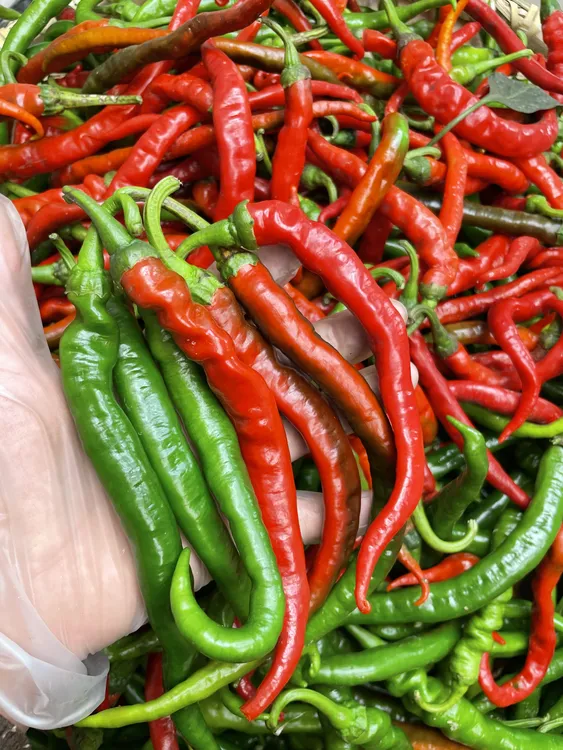 湖南邵阳本地软香辣薄皮（青红辣椒一样一半）小时侯的味道