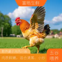 【两只少年公鸡】少年公鸡农村散养土鸡新鲜营养共5-6斤左右