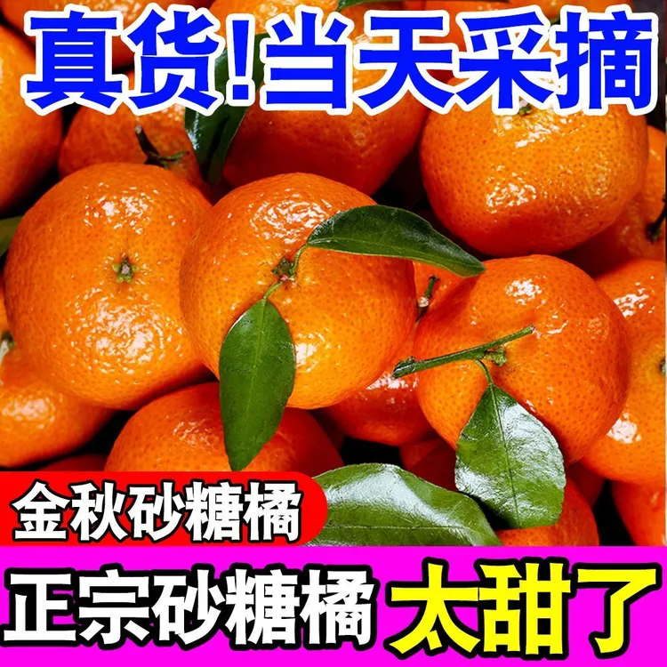 正宗广西桂林金秋砂糖桔子蜜橘应季新鲜水果产地直发爆甜多汁