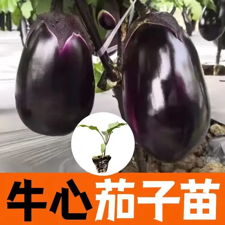 特大牛心紫色茄子秧苗量大正品盆栽紫黑茄子苗四季种植蔬菜苗辣椒