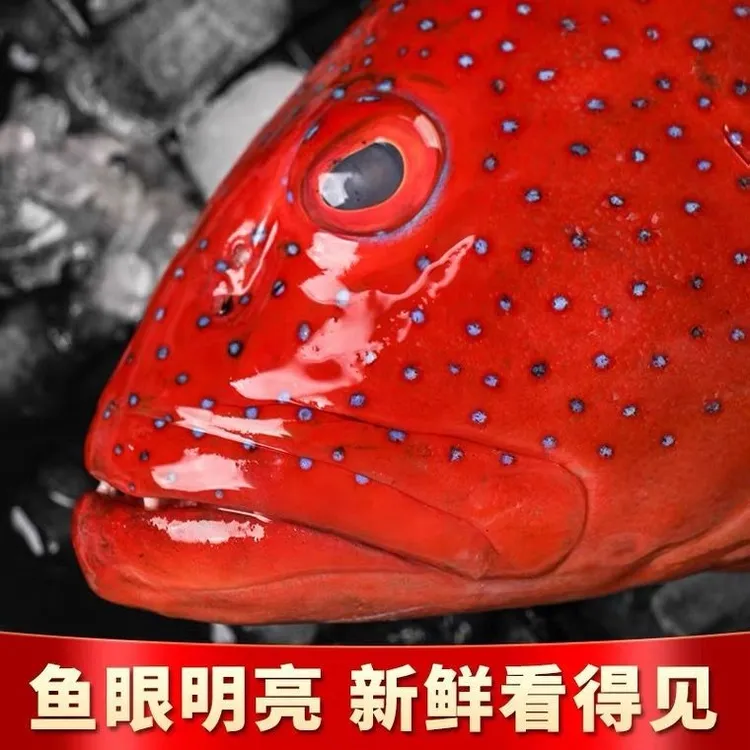 东山岛活冻深海海捕野生东星斑刺身清蒸特大海鲜水产速冻海鲜礼盒