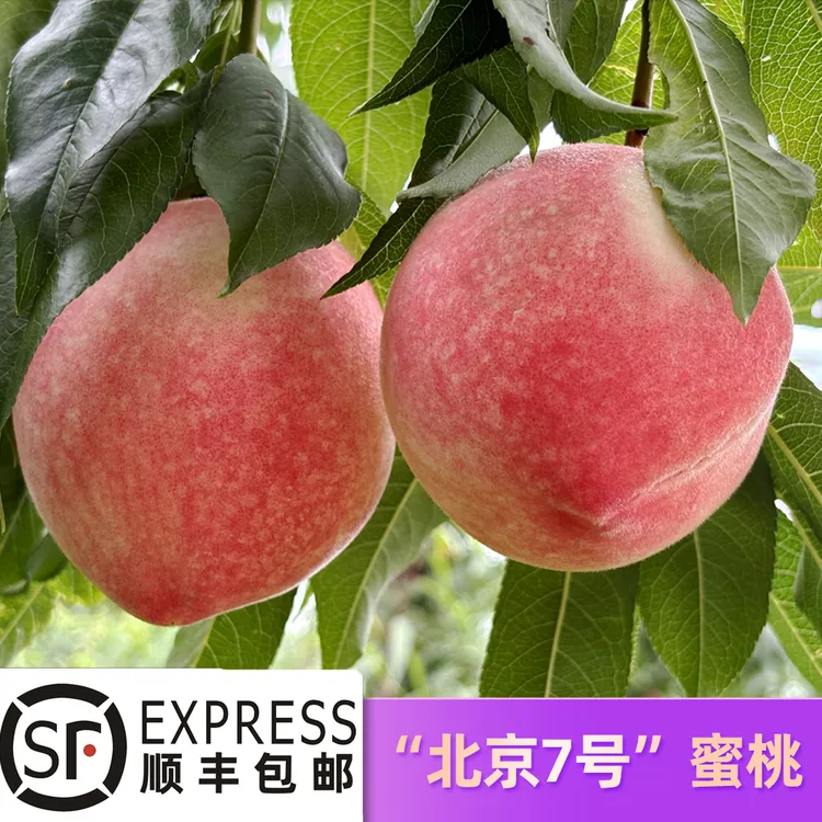 【发甘肃省外】天水秦安蜜桃套袋北京7号9-16枚净重5-7斤顺丰包邮