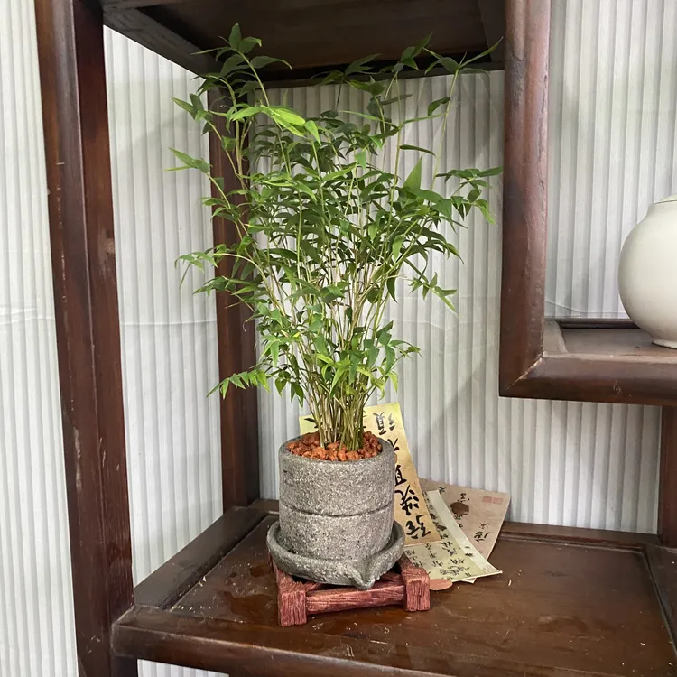 室内观赏石磨盆特色米竹盆栽禅意植物水培好养小型盆景