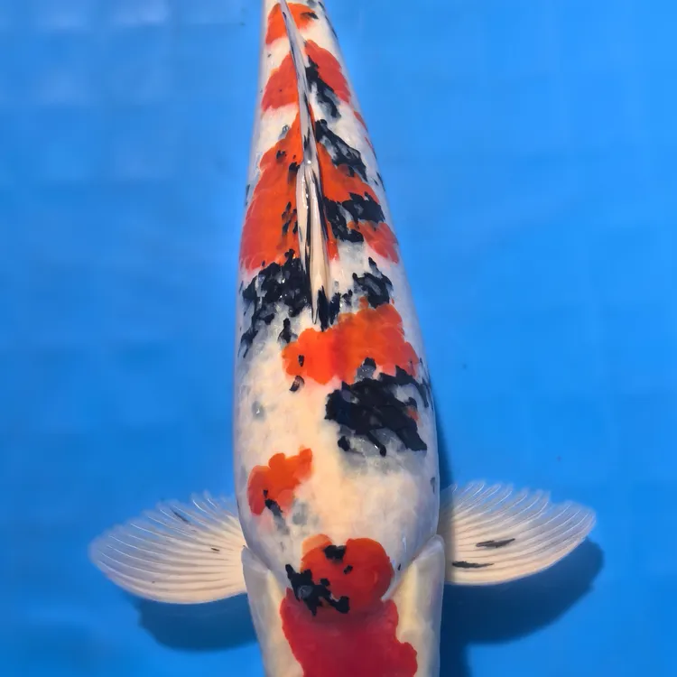 二选二类锦鲤1块钱1条免费送，邮费到付