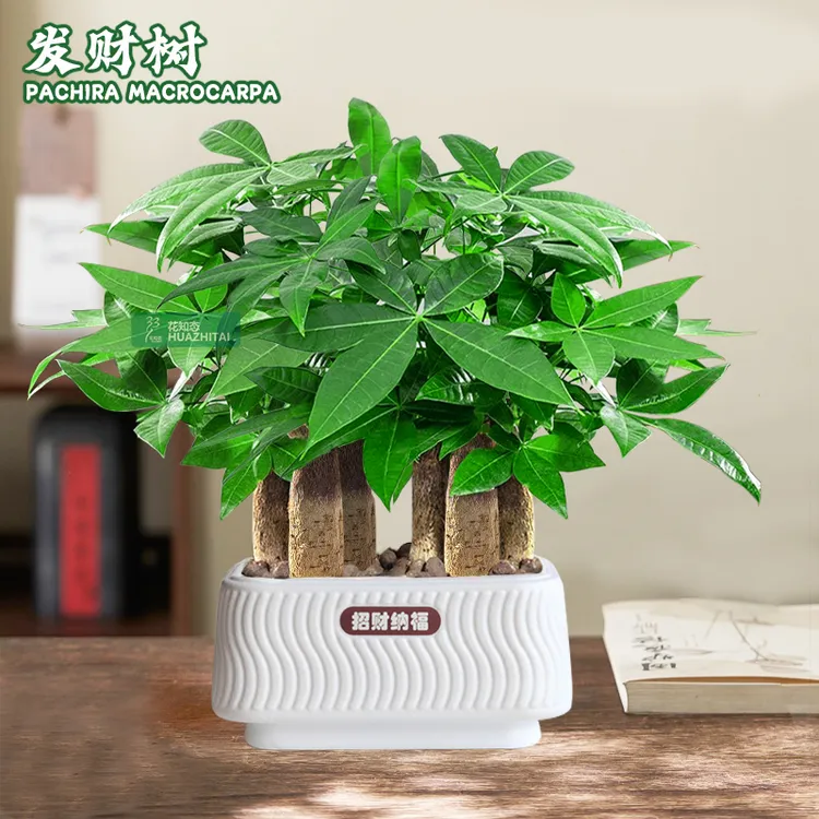 【六棵发财树】室内好养护桌面花卉鲜活植物懒人绿植盆栽观叶耐旱