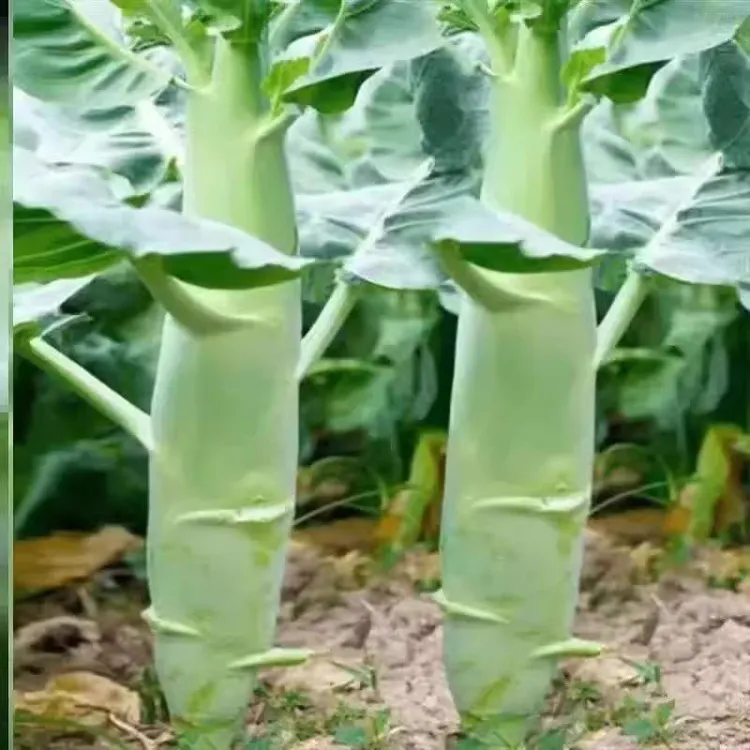 鸡腿芥兰种子耐热蔬菜种籽适合夏季菜园农家种植