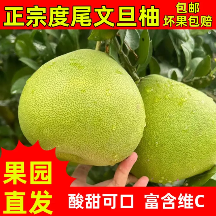 福建仙游度尾文旦柚新鲜当季现摘酸甜多汁时令孕妇水果