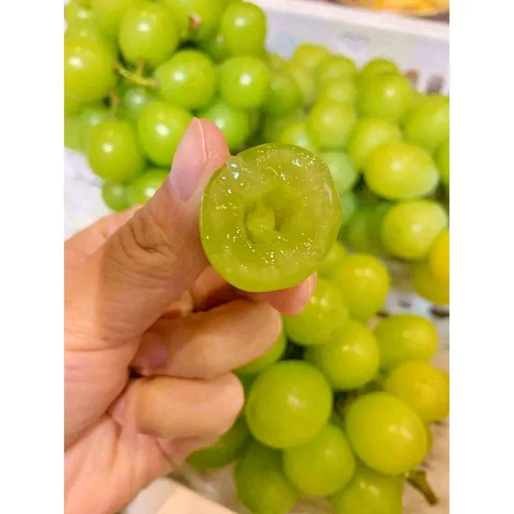 山东沂蒙高山阳光玫瑰葡萄新鲜采摘脆甜无籽带玫瑰香味纯甜无酸