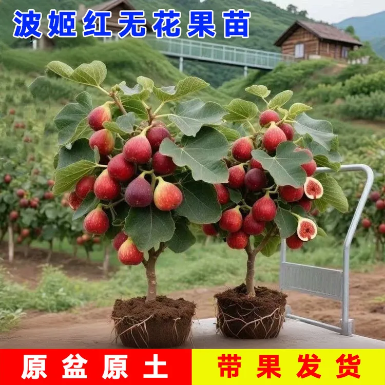无花果树果苗特大果波姬红格莱斯南北方带果青皮盆栽地栽当年结果