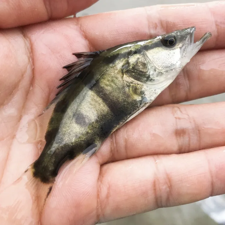 翘嘴鳜 白鳜 桂花鱼淡水养殖食用观赏活体鳜鱼