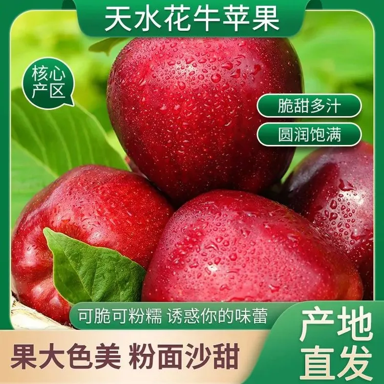 甘肃高原苹果花牛苹果当季现摘产地直发坏果包赔