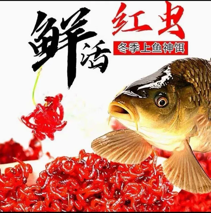 手工筛选精品拉饵,野钓黑坑挂钩拉饵喂鱼活饵