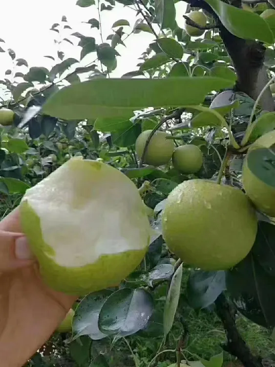 砀山皇冠梨现摘现发,口感超级棒