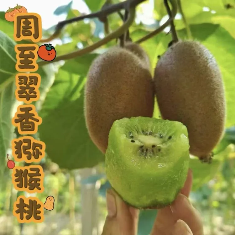 陕西西安周至翠香弥猴桃当季新鲜水果整箱包装 5.3斤装和9.6斤装