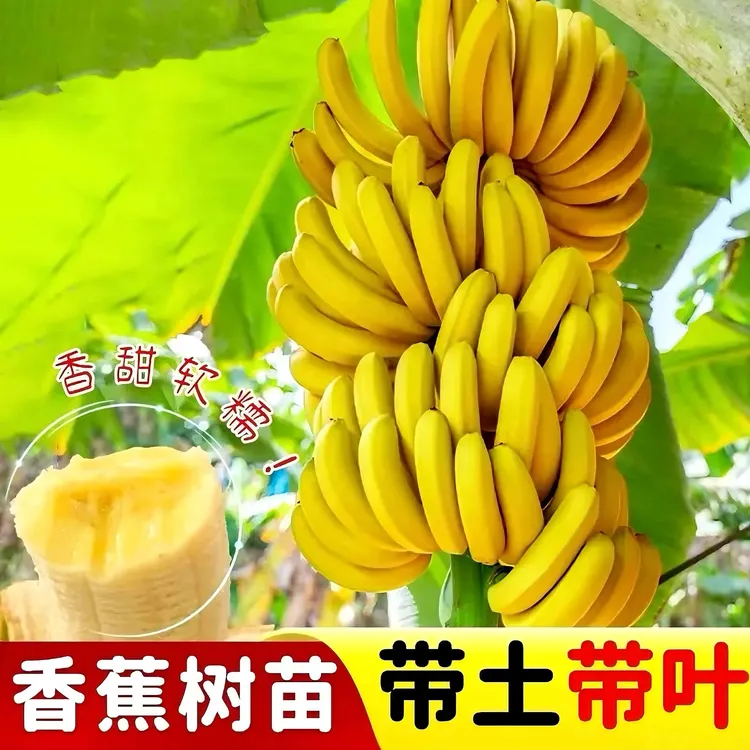 广西香蕉树苗苹果蕉香蕉王粉蕉矮化小米蕉香蕉树苗结果快庭院种植