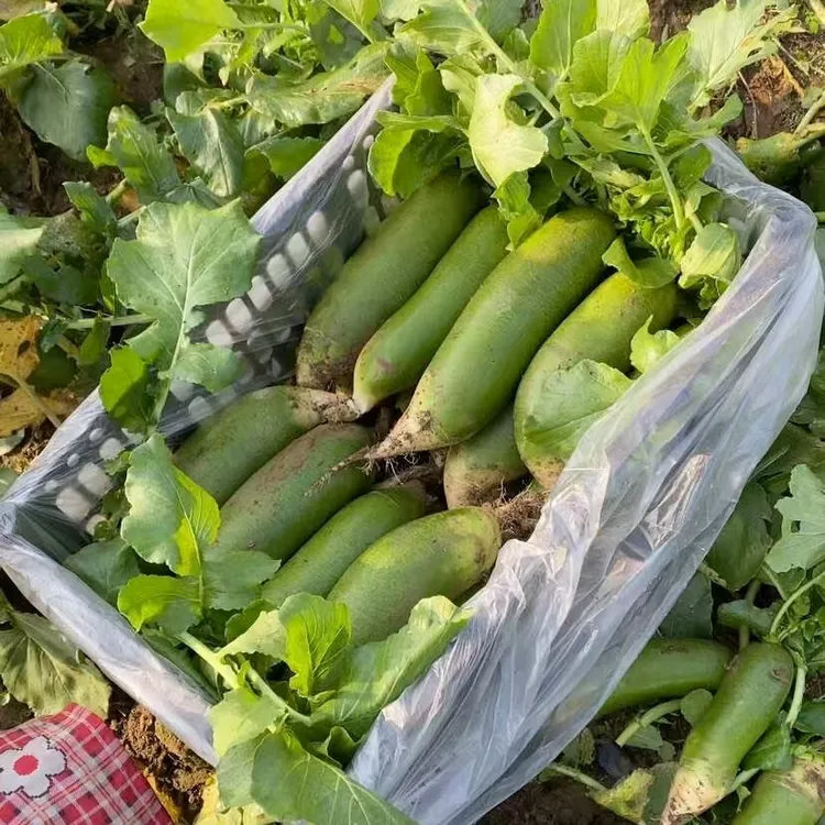 天星2号水果萝卜脆甜可口适合生吃新鲜酥脆多汁农家自种产地直发