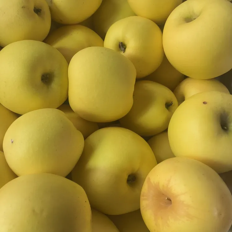 辽宁黄元帅冰糖心国光富士脆甜多汁老果树新鲜现摘苹果正宗黄香蕉