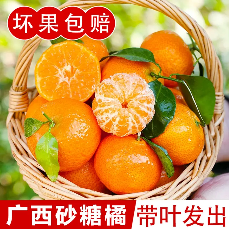正宗砂糖橘广西新鲜现摘应当季水果小金秋砂沙糖桔子香甜10斤整箱