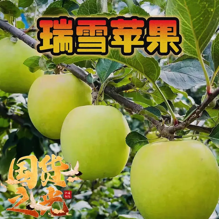 【纯甜无酸】云南昭通瑞雪苹果脆甜多汁新鲜采摘孕妇水果青苹果好吃