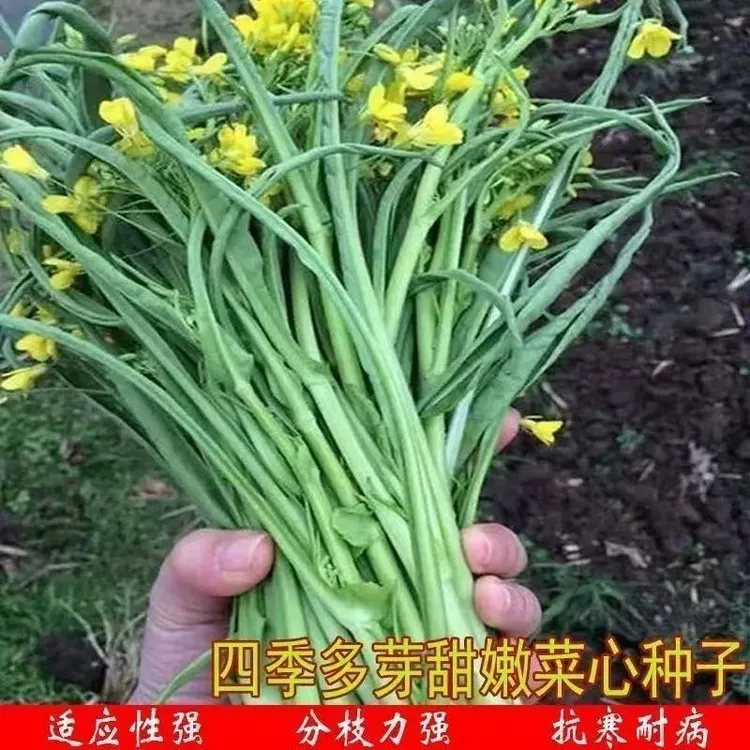 【柳叶菜心种子】柳叶卷心菜春秋冬播种菜苔种子