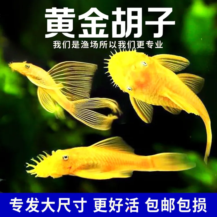 【鱼缸保洁队】黄金胡子鱼清道夫观赏鱼鱼缸救星24小时啃藻草缸必备