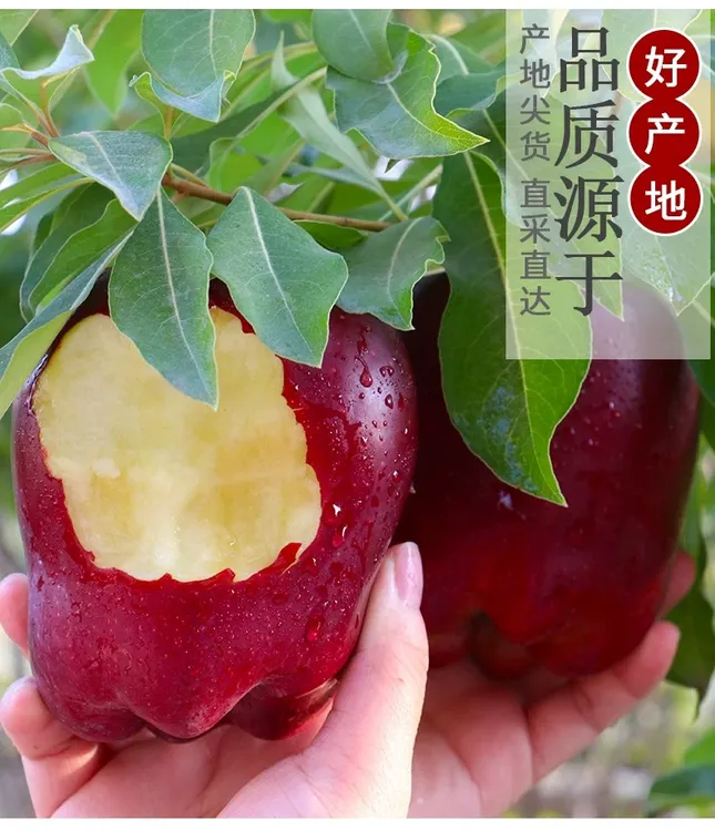 （一果两吃）正宗甘肃天水花牛苹果蛇果脆粉两吃新鲜当季水果