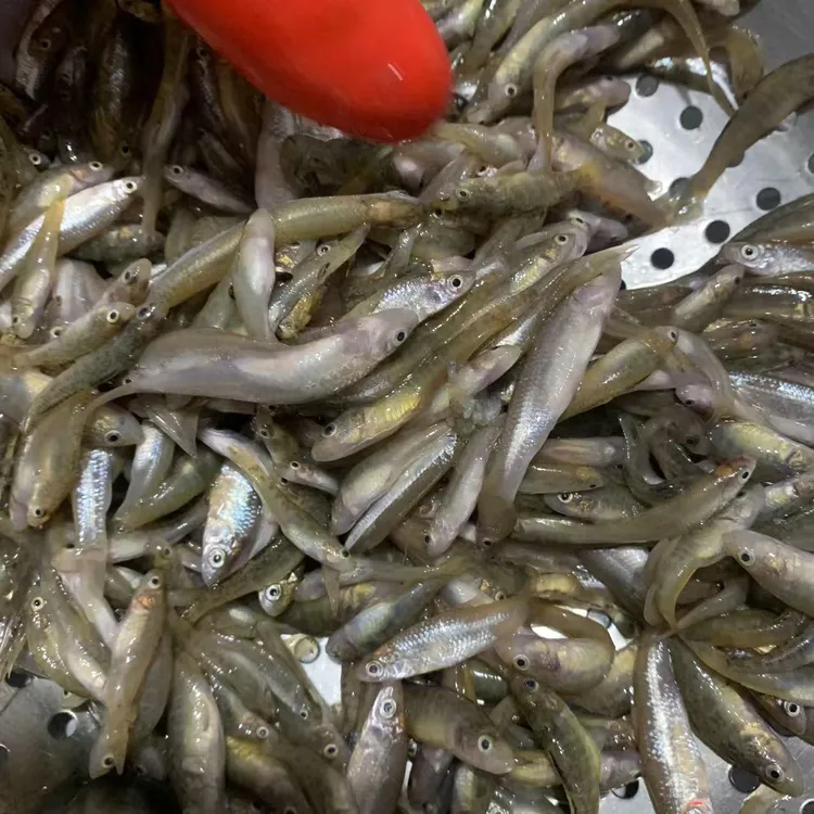 4斤嫌小勿拍 炸酱小鱼（麦穗，船钉）