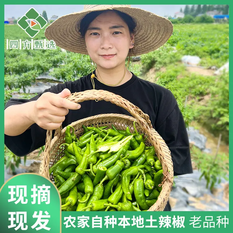 【南县老味道】湖南本地早辣椒泡泡辣椒老品青辣椒土辣椒扯树辣椒