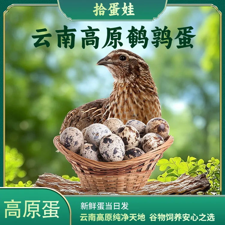 拾蛋娃云南高原谷饲鹌鹑蛋100枚精品礼盒装营养丰富新鲜农家蛋