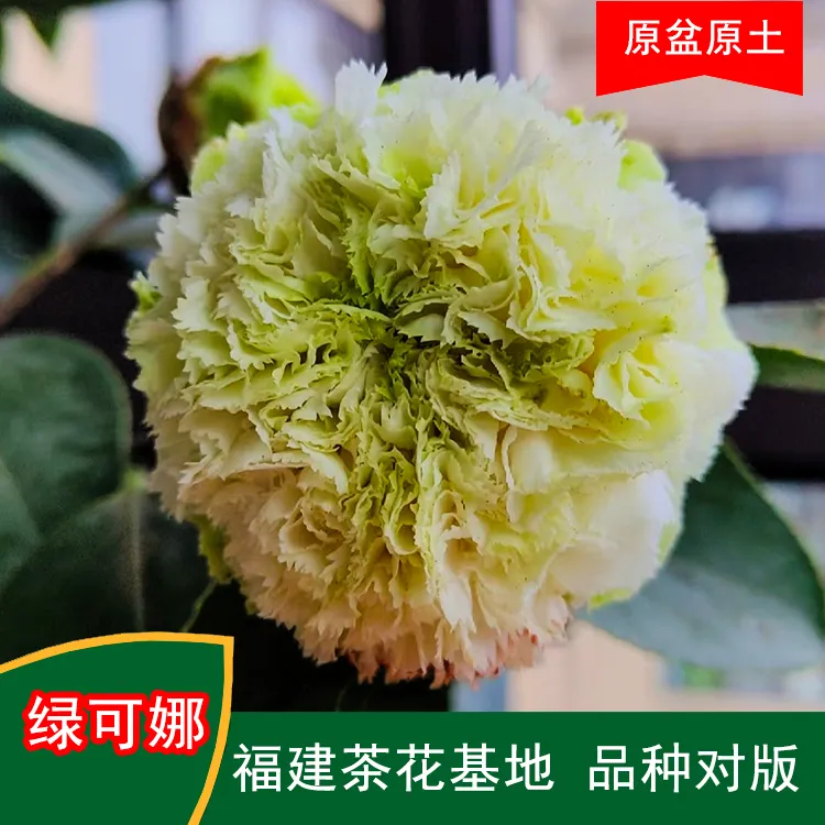绿可娜珍贵茶花菊花品种稀有复色茶花苗花卉山茶福建茶花基地绿植