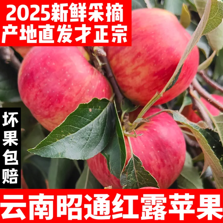 Z云南昭通丑苹果当季新鲜脆甜多汁产地直发包邮