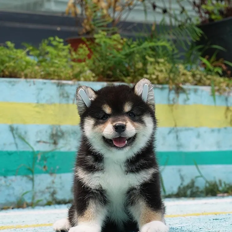  0805拍摄9号柴犬狗狗幼犬宠物妹妹①8.13②8.28