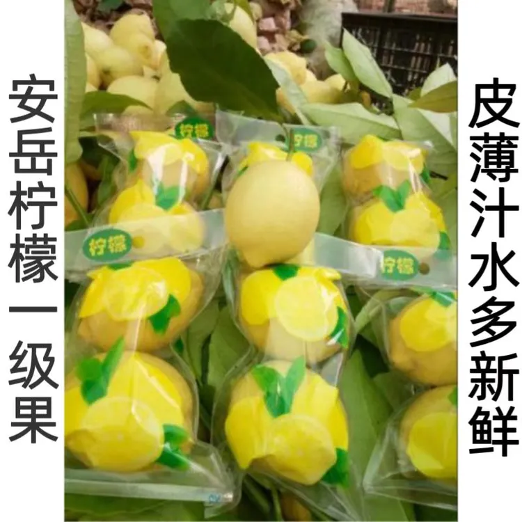 【25年新果】安岳黄柠檬双胞胎新鲜一级孕妇水果小身体藴含大能量