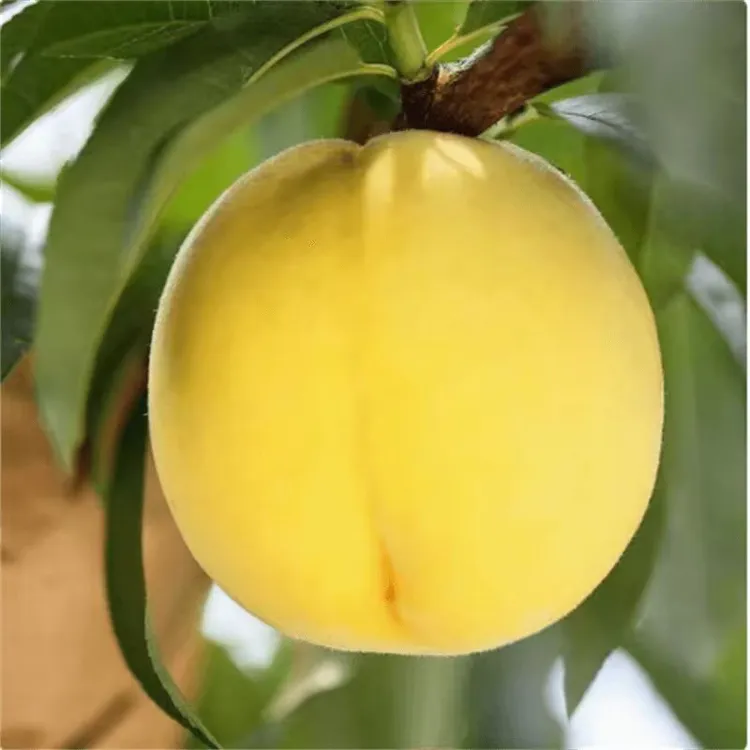 【2年苗2颗】晚熟巨无霸香蜜黄桃树苗 嫁接新品种桃树苗 南北方种植