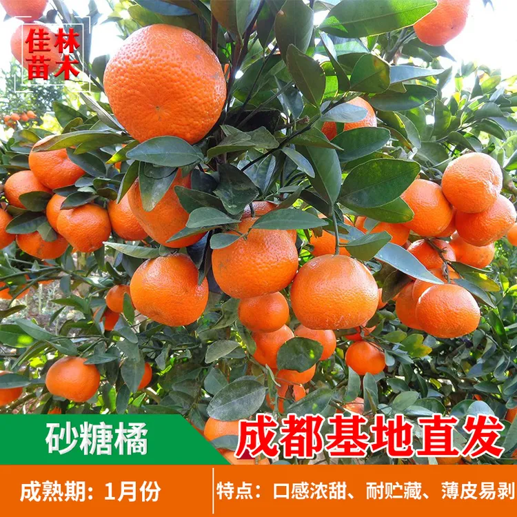 沙糖桔树苗嫁接柑橘砂糖橘子树苗盆栽果树苗绿植热销盆景果树植物