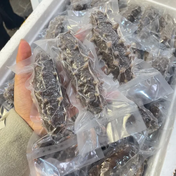 【千菡食材】即食海参 单个包装5-10只左右/斤 鲜活加工Q弹有嚼劲